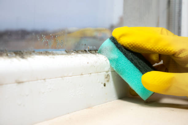 Best Residential Mold Removal  in Punta Gorda, FL