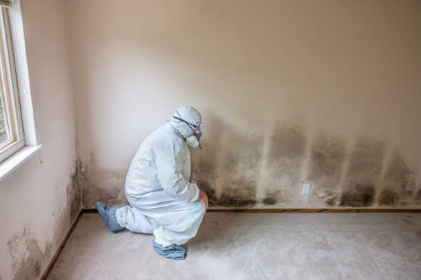 Best Mold Remediation  in Punta Gorda, FL